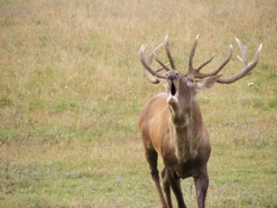 Cerbul comun (Cervus elaphus L.)